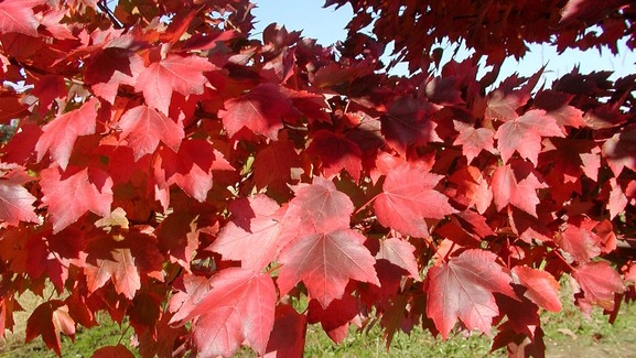 Red Maple 'Brandywine' 10 gallon