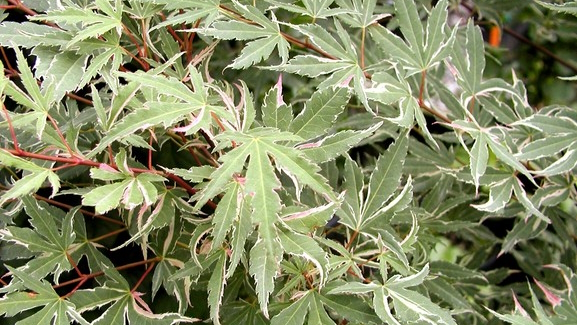 Japanese Maple 'Butterfly' Clump 10 Gallon