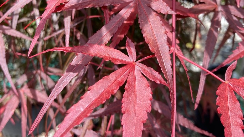 Japanese Maple 'Hubb's Red Willow' Clump 10 Gallon