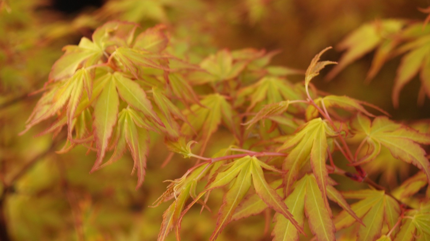 Japanese Maple 'Katsura' Clump 10 Gallon