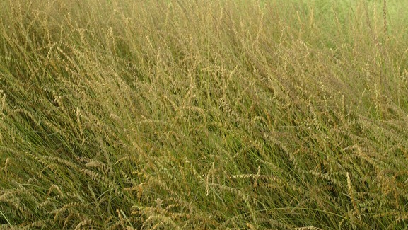 Sideoats Grama 3 Gallon
