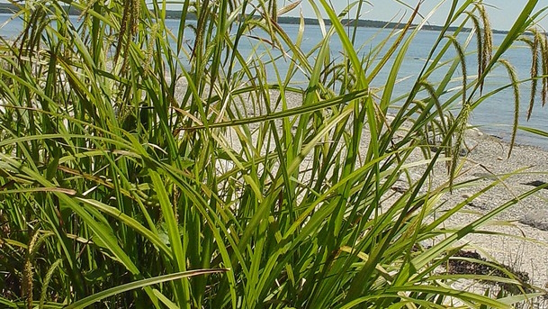 Fringed Sedge 2 Gallon