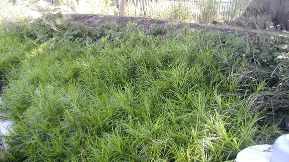 Palm Sedge 2 Gallon