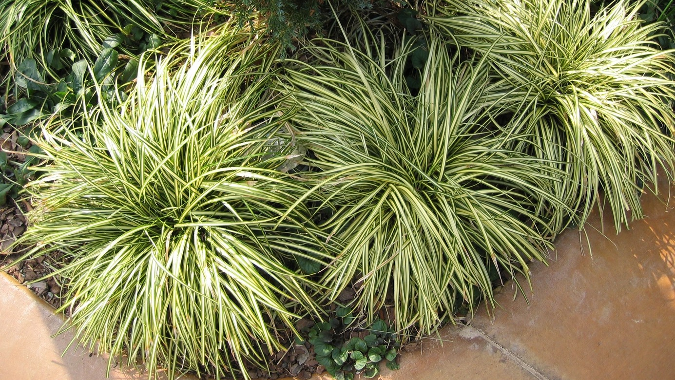 Morrow's Sedge 'Aurea-variegata' 2 Gallon