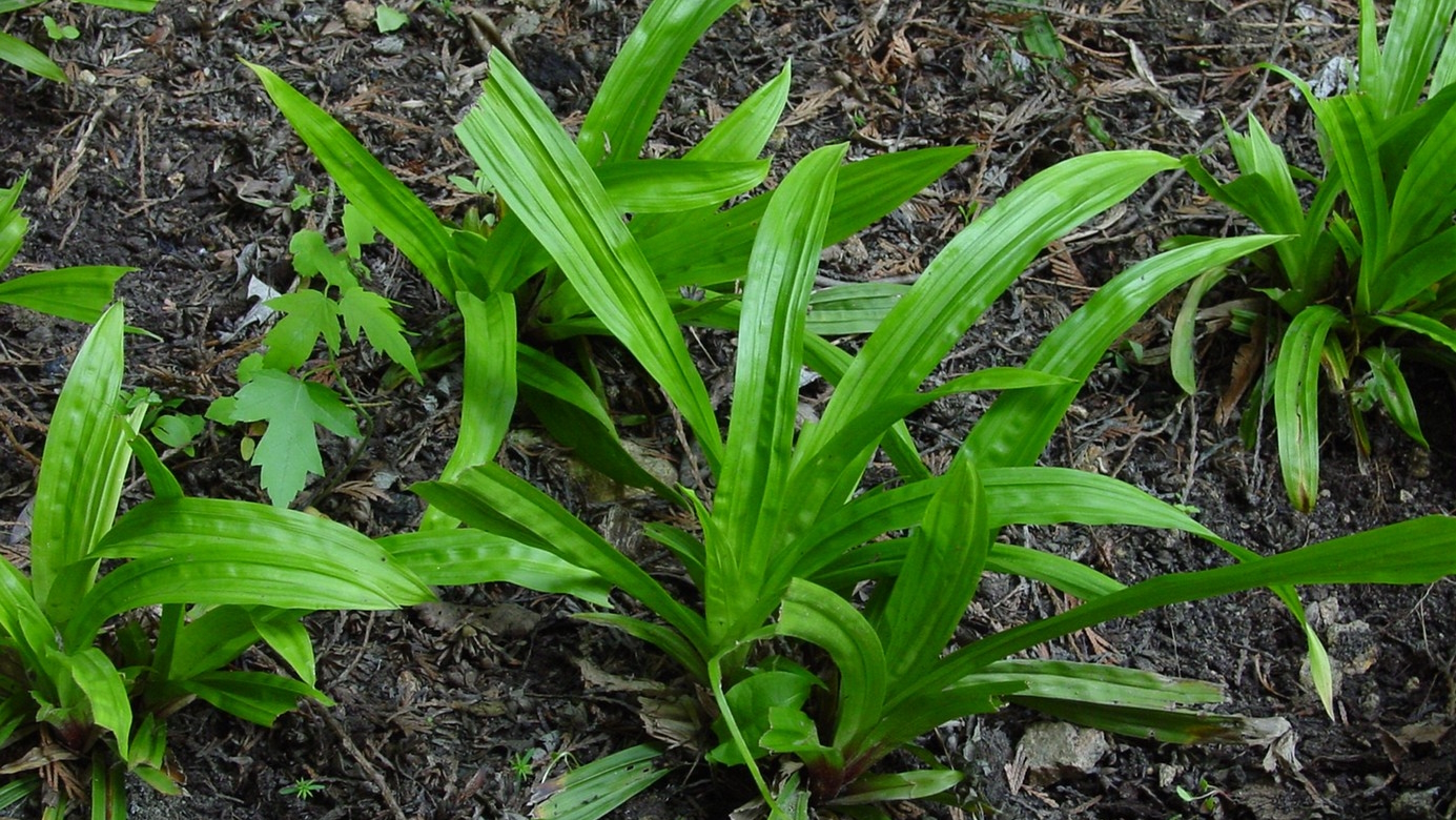 Plantainleaf Sedge 2 Gallon