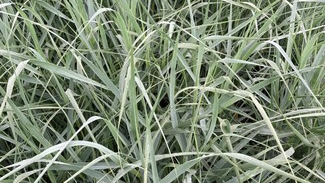 Switch Grass 'Prairie Sky' 3 Gallon