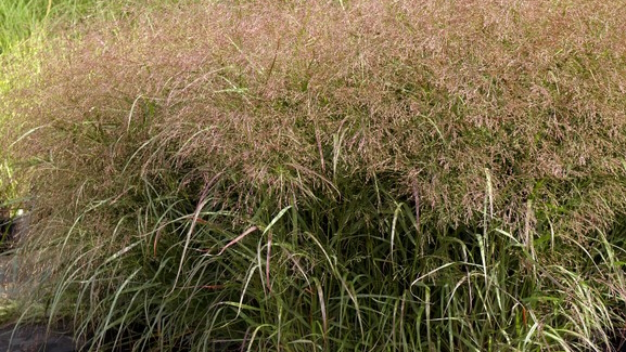 Switch Grass 'Rotstrahlbusch' 2 Gallon