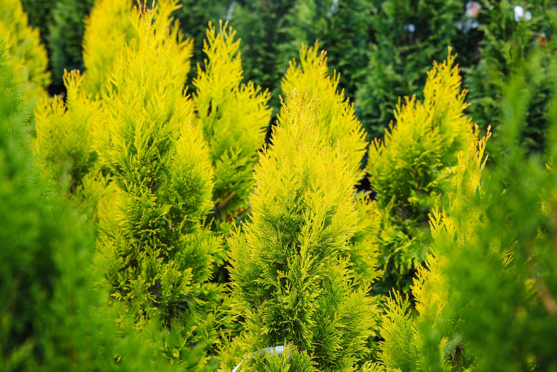 Western Arborvitae Forever Goldy&trade; 7 Gallon
