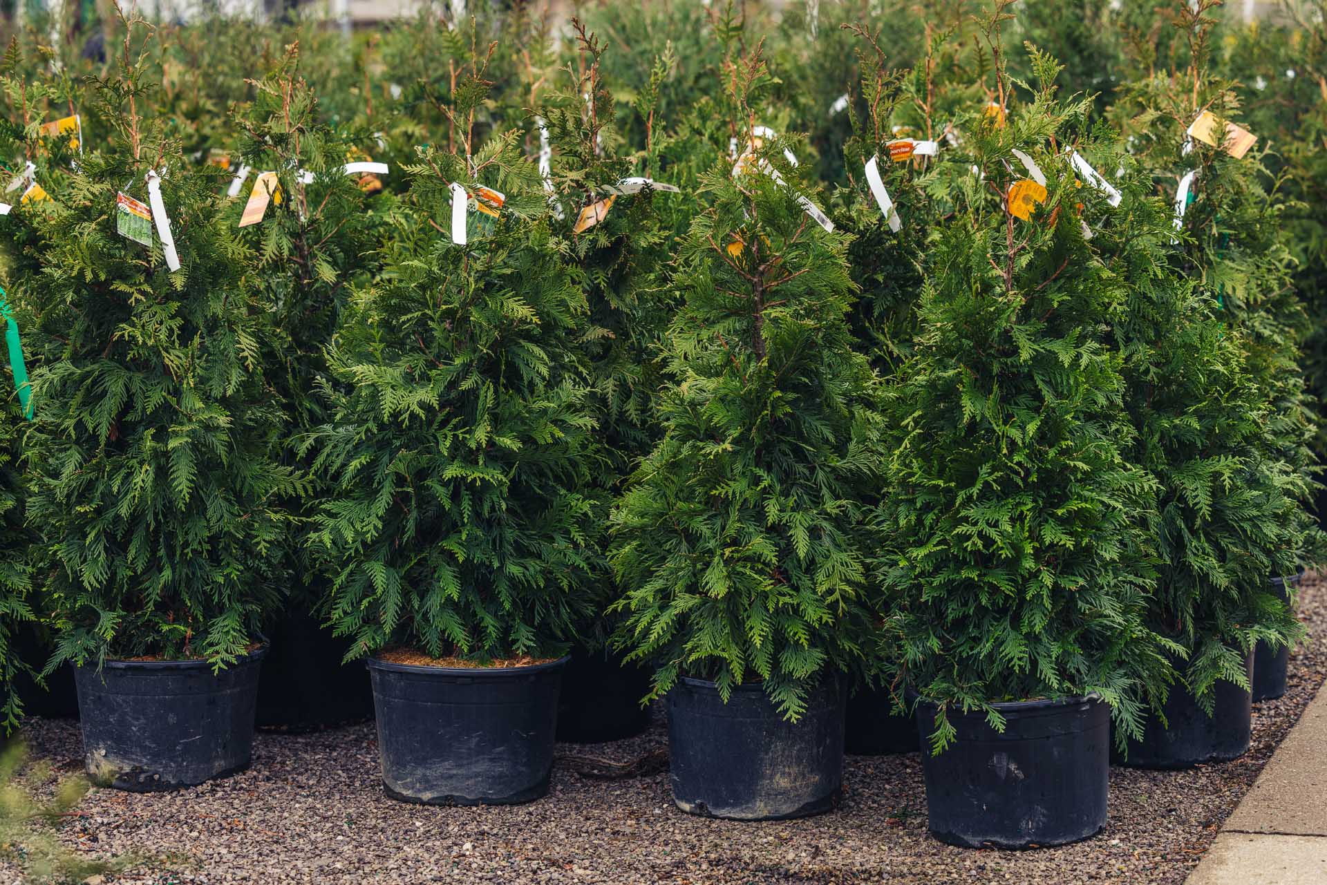 Western Arborvitae 'Green Giant' 15 Gallon