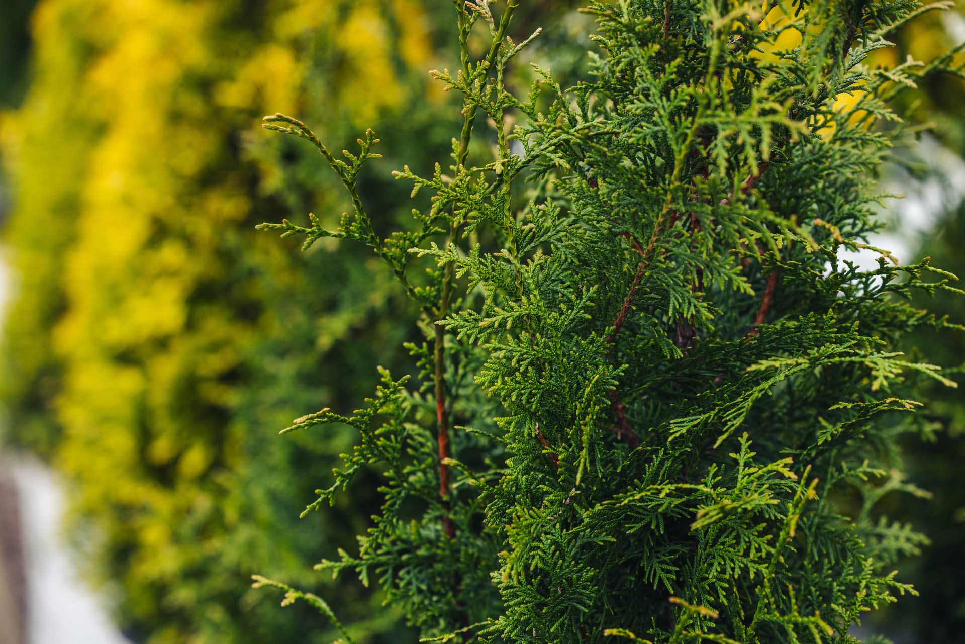 Western Arborvitae 'Sugar & Spice' 7 Gallon