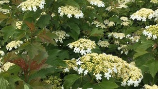 Cranberrybush Viburnum 'Compactum' 5 Gallon