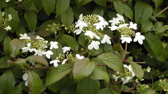 Snowball Viburnum 'Summer Snowflake' 10 Gallon