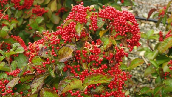 Wright Viburnum 'C. A. Hildebrant's' 5 Gallon