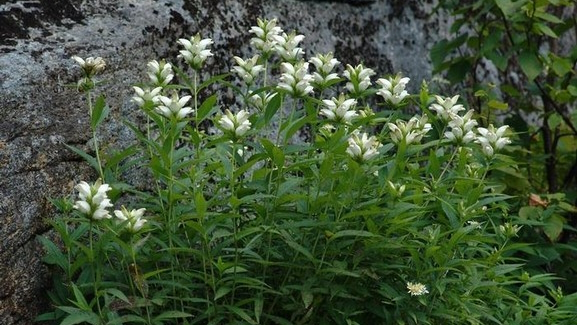 White Turtlehead 2 Gallon