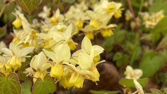 Colchian Barrenwort 1 Gallon