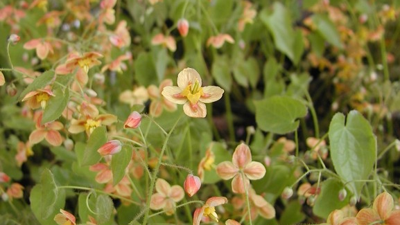 Barrenwort 'Orange Queen' 1 Gallon