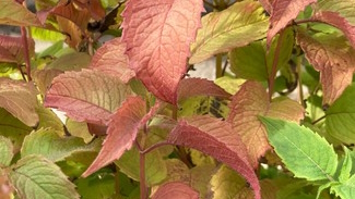 Purple Bee Balm 'Grand River' 2 Gallon