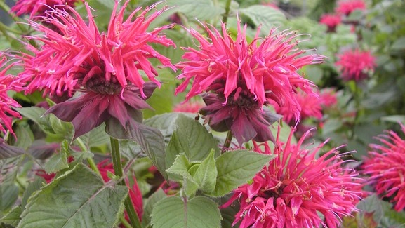 Bee Balm 'Raspberry Wine' 2 Gallon