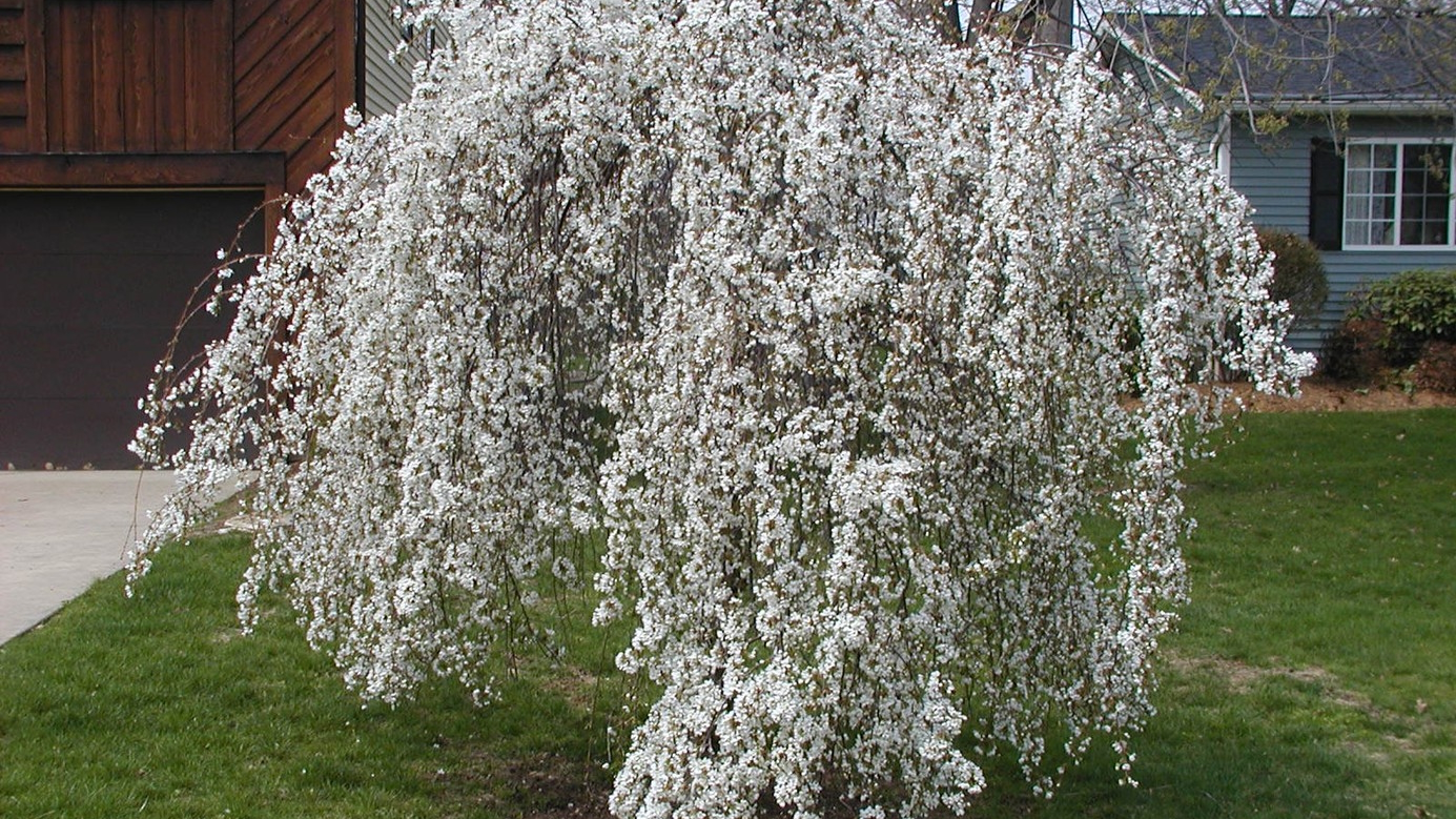 Weeping Cherry Snow Fountains&reg; Low-branch 5 Gallon
