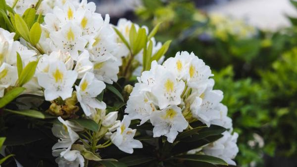 Rhododendron 'Chionoides' 5 Gallon