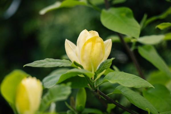Magnolia 'Yellow Bird' Tree 5 Gallon