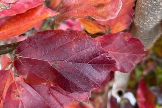 Persian Ironwood 'Red October' Clump 20 Gallon