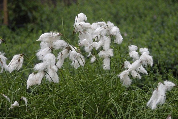 Cottongrass 2 Gallon