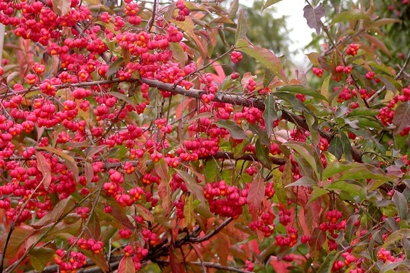 Eastern Wahoo Burning Bush 7 Gallon