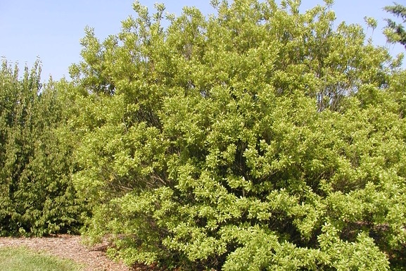 Northern Bayberry 10 Gallon