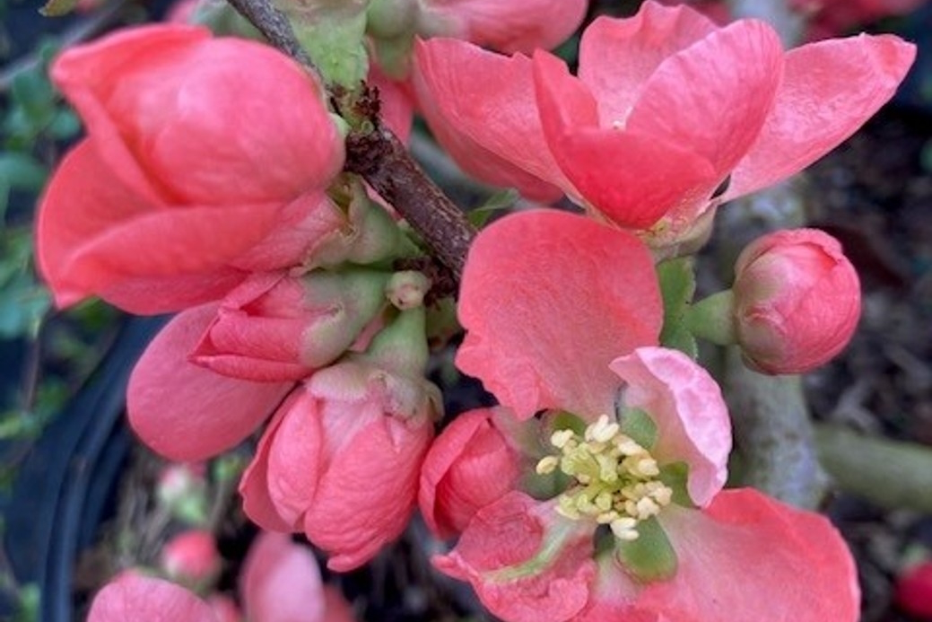 Flowering Quince 'Texas Scarlet' 3 Gallon