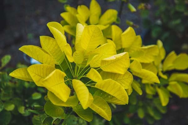 Smokebush 'Golden Spirit' 5 Gallon
