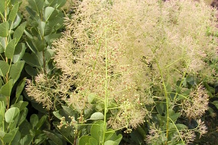 Smokebush 'Young Lady' 5 Gallon