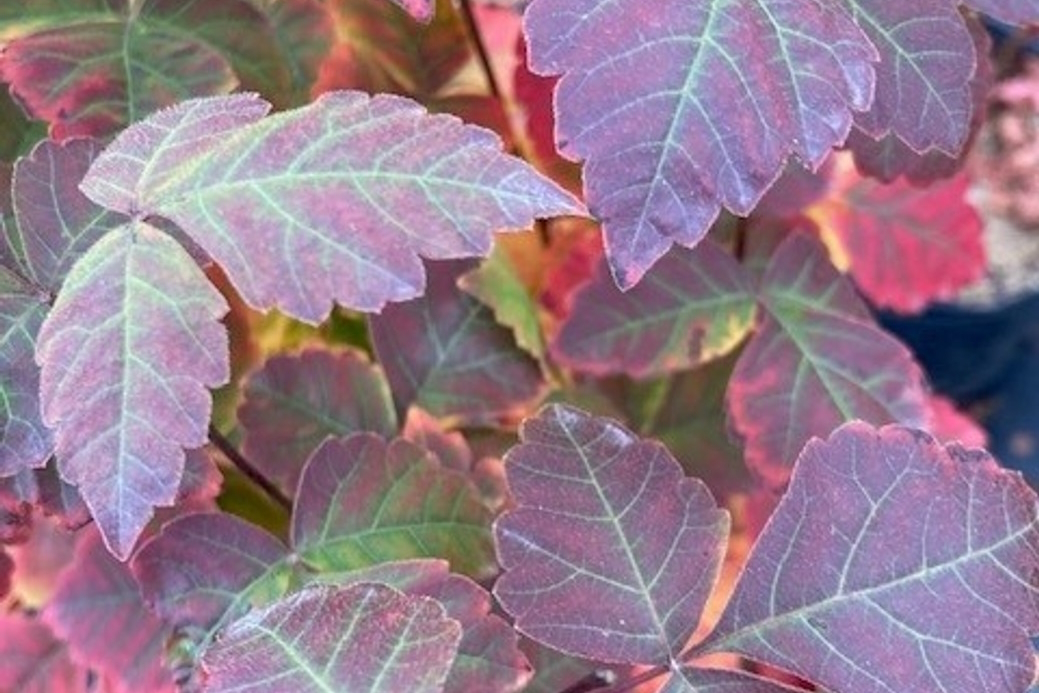 Fragrant Sumac 3 Gallon