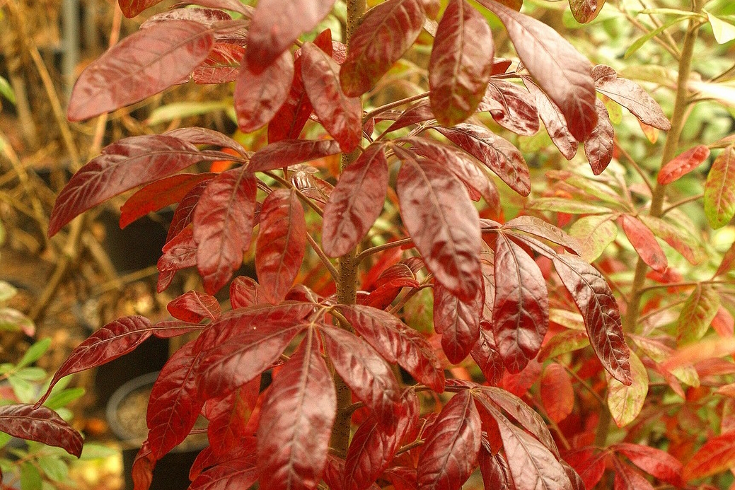Winged Sumac 'Creel's Quintet' 3 Gallon