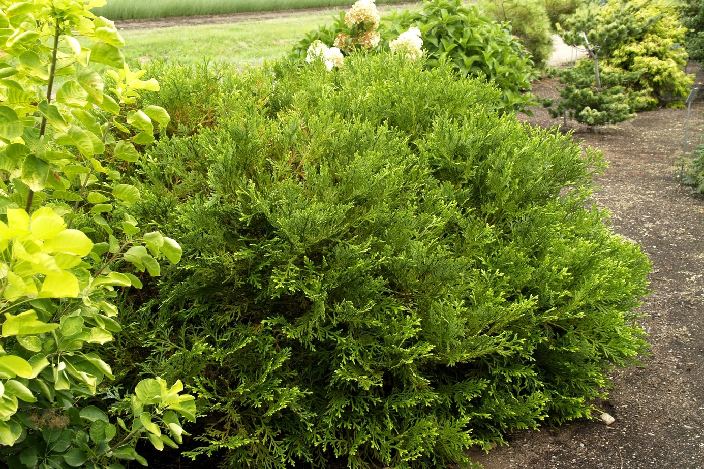 False Arborvitae 3 Gallon