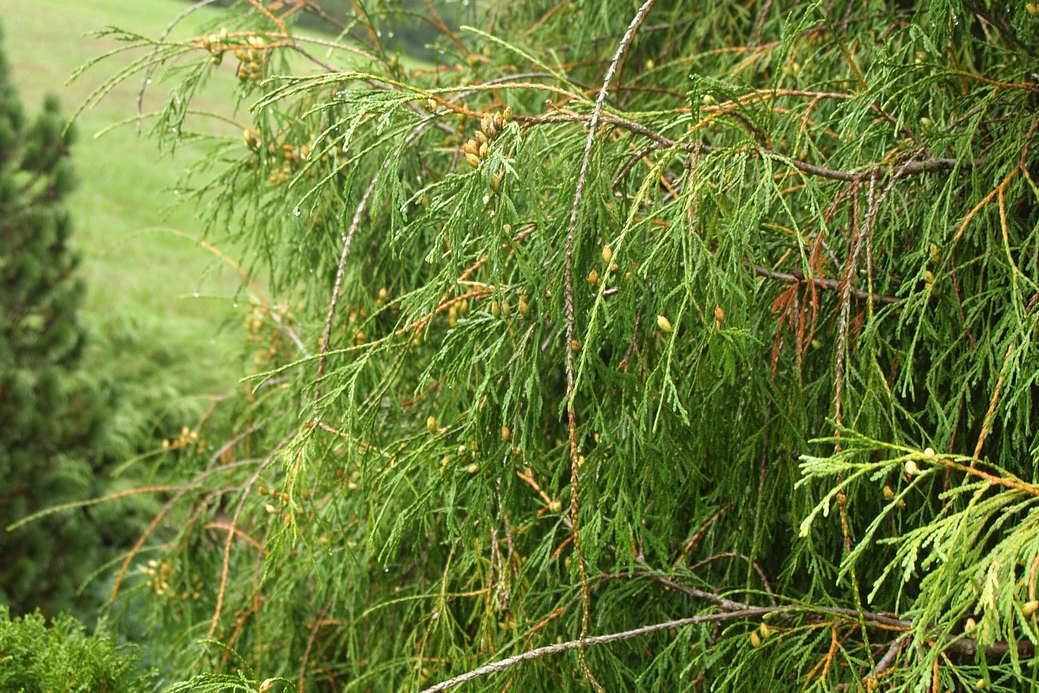 Arborvitae 'Filiformis' 3 Gallon