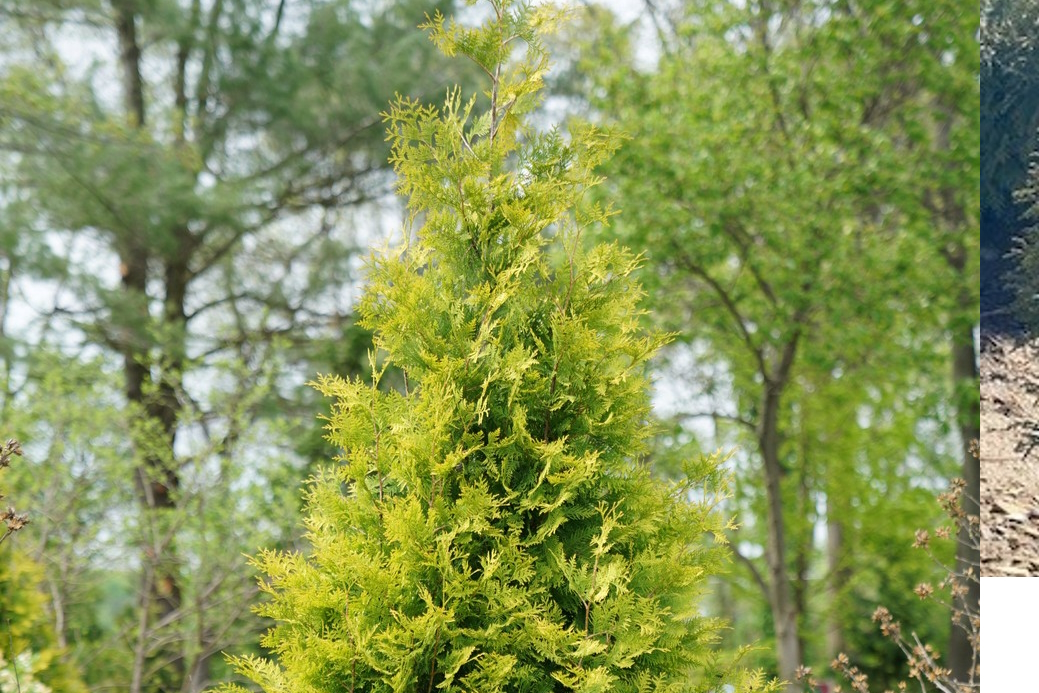 Arborvitae Polar Gold&reg; 3 Gallon