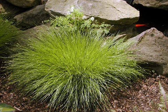 Eastern Star Sedge 1 Gallon