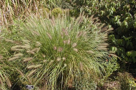 Fountain Grass 3 Gallon