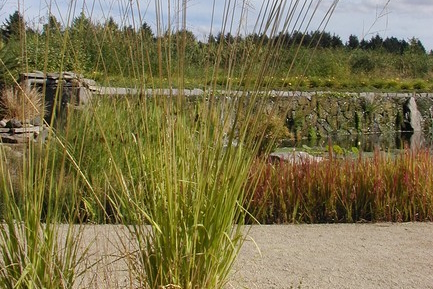 Moor Grass 'Skyracer' 3 Gallon