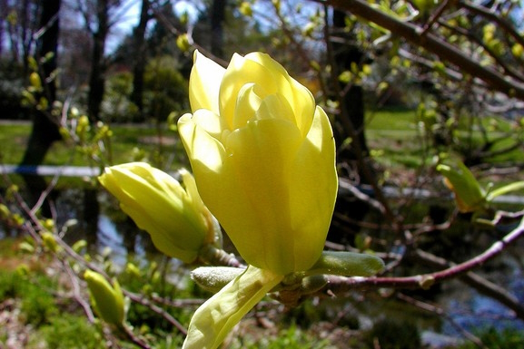 Magnolia 'Butterflies' 10 Gallon