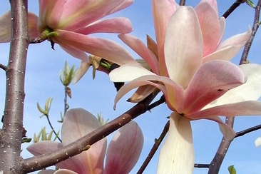 Magnolia 'Coral Lake' 5 Gallon