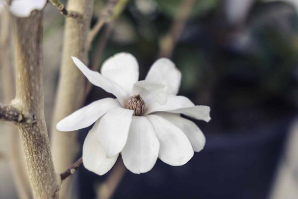Magnolia 'Dr. Merrill' 5 Gallon