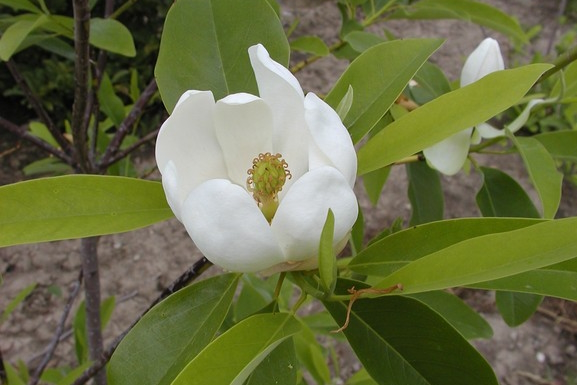 Sweetbay Magnolia 3 gallon