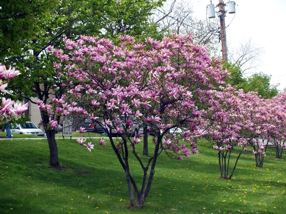 Magnolia 'Betty' Tree 5 Gallon