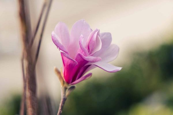 Magnolia 'Leonard Messel' Tree 5 Gallon