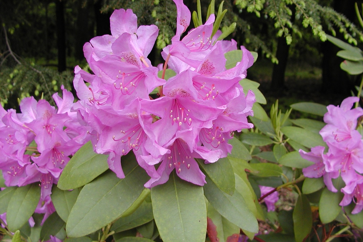 Catawba Rhododendron 'Grandiflorum' 3 Gallon