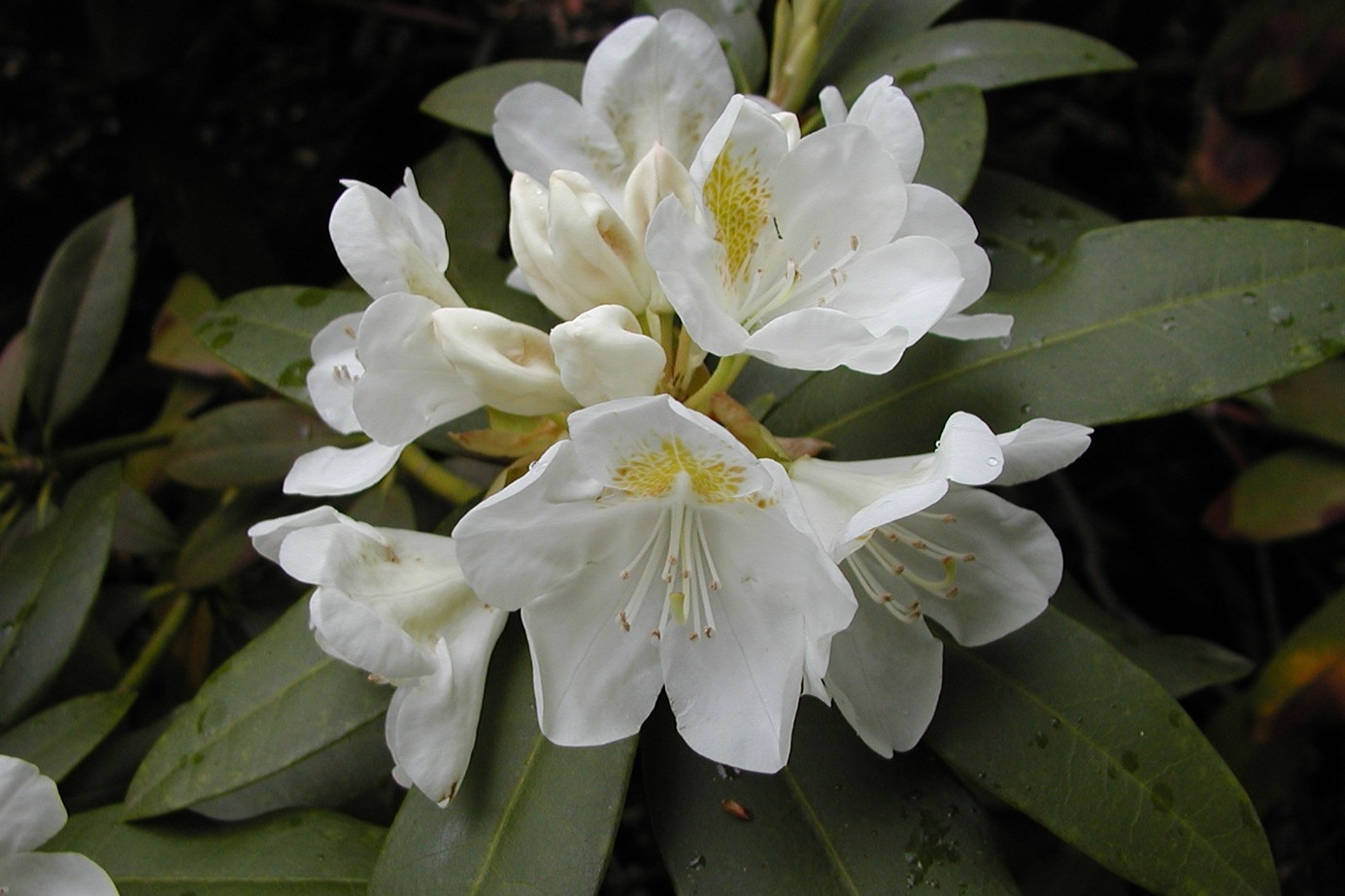 Rhododendron 'Chionoides' 10 Gallon