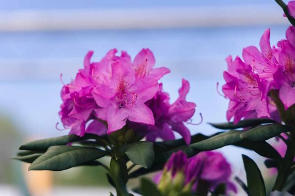 Rhododendron 'English Roseum' 10 Gallon