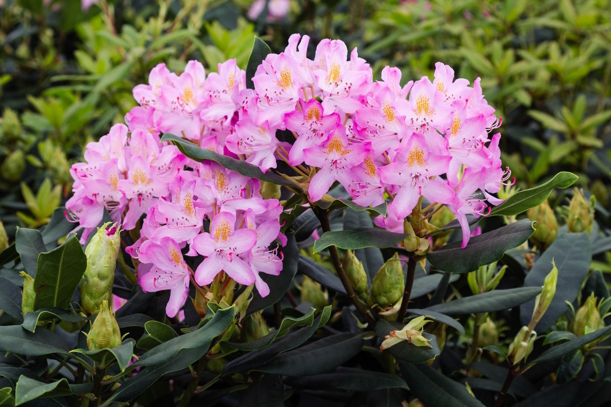 Rosebay Rhododendron 'Roseum' 7 Gallon